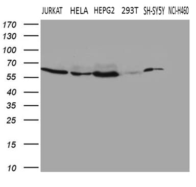Fatso Antibody (clone OTI4A1)