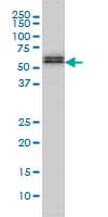 SMAD5 Antibody (clone 2D7)