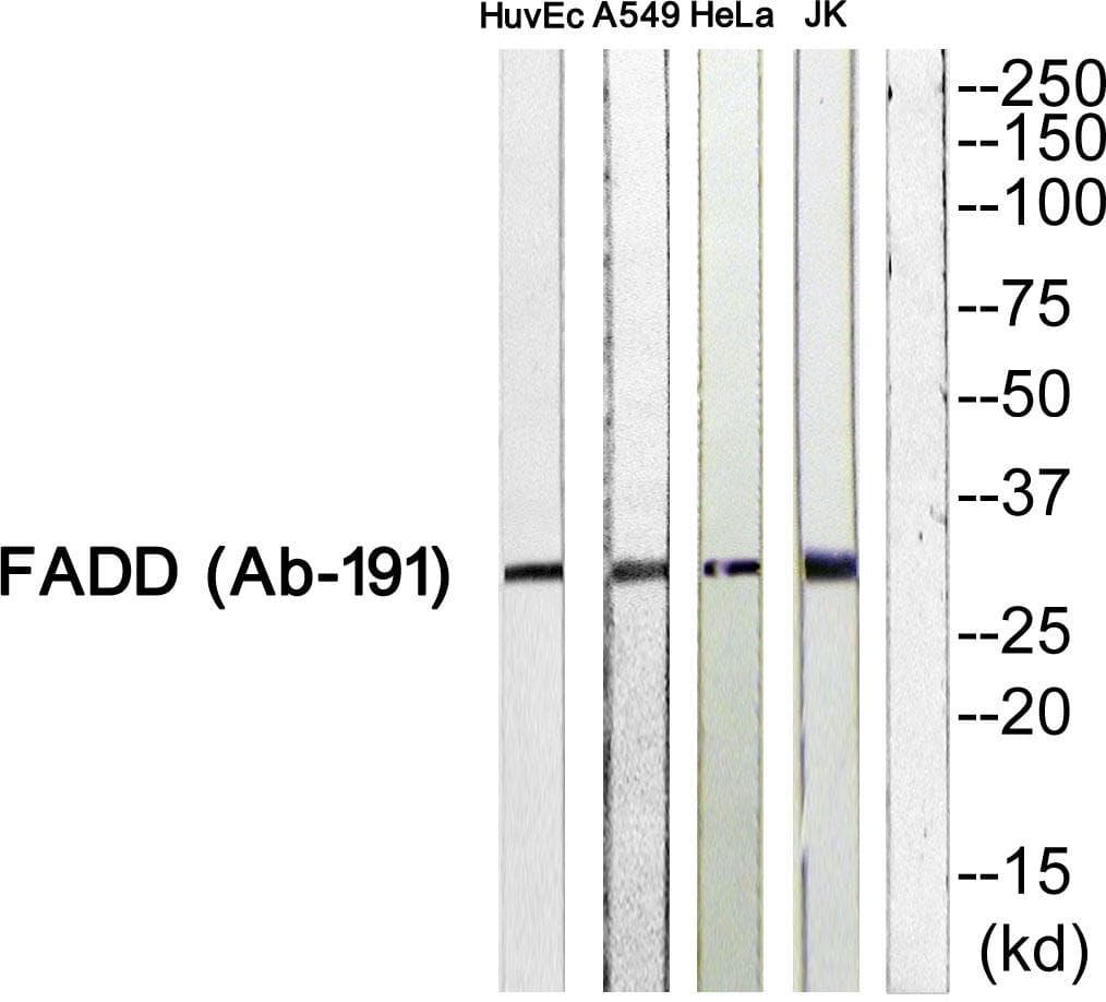 FADD Antibody (Ab-191)
