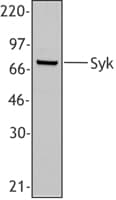 IHC-plus™ Monoclonal Mouse anti-Human SYK Antibody (clone SYK-01, aa5-360, IHC, WB)