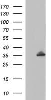 POLR3GL Antibody (clone OTI5F9)