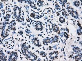 ID3 Antibody (clone OTI15E3)