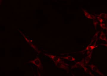 CDH8 / Cadherin 8 Antibody