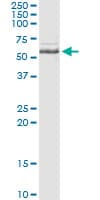 INPP5A Antibody (clone 3D8)