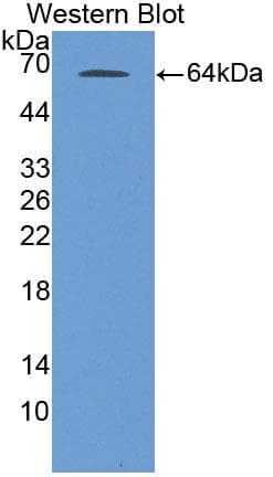 CDX2 Antibody (aa1-313, APC)