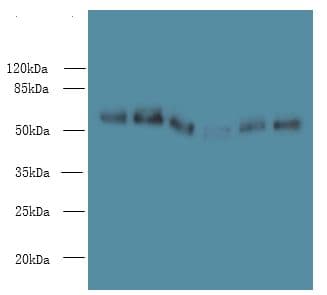 PHF10 Antibody