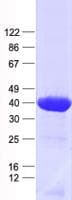 Human NSUN3 Protein (Recombinant His, N-Terminal)