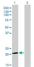 ATF3 Antibody (clone 6B8)