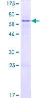 Human ZNF707 Protein (Recombinant GST)