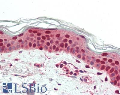 IHC-plus™ ORC6 / ORC6L Antibody