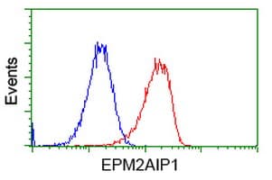 EPM2AIP1 Antibody (clone OTI1F11)