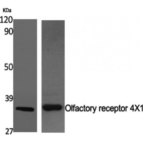 OR4X1 Antibody (220-300 aa, C-terminal)