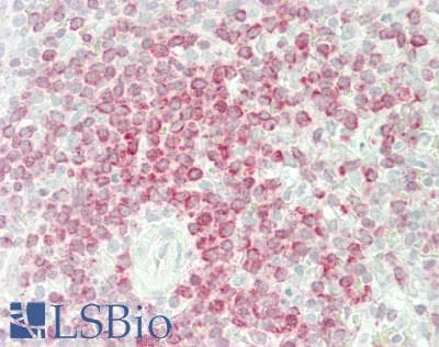 IHC-plus™ BCL2 / Bcl-2 Antibody (clone 100/D5, Azide-free, BSA-free)