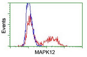 Monoclonal Mouse anti-Human MAPK12 / ERK6 / SAPK3 Antibody (clone OTI10E1, IHC, WB)