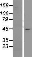 NIP45 / NFATC2IP Protein (Over-Expression Lysate Myc-DDK (Flag))