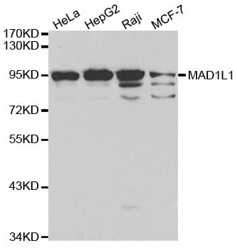 MAD1L1 / MAD1 Antibody