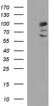 Monoclonal Mouse anti-Human PDCD6IP / ALIX Antibody (clone OTI1A4, IHC, WB)