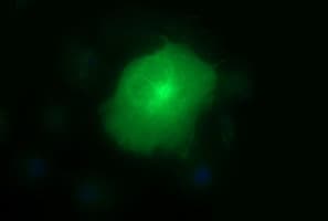 MMP13 Antibody (aa104-471, clone OTI2D8)