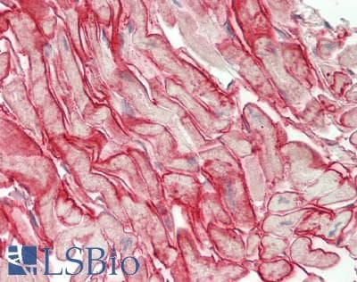 IHC-plus™ Polyclonal Rabbit anti-Human GJA1 / CX43 / Connexin 43 Antibody (C-Terminus, IHC, IF, WB)