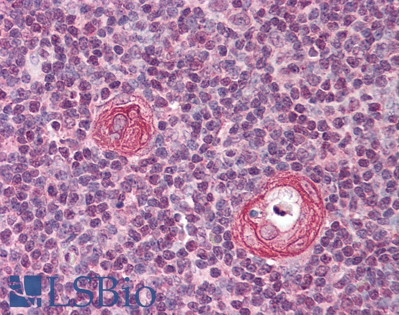 IHC-plus™ VISA / MAVS Antibody
