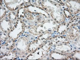 HMRF1L / MTRF1L Antibody (clone OTI1C8)