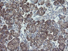 CLEC4E / MINCLE Antibody (clone OTI2A8, Carrier-free)