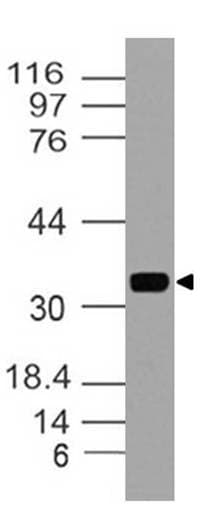 MYADM / Myeloid Marker BM-1 Antibody