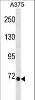 Eomesodermin / EOMES Antibody (aa28-57)