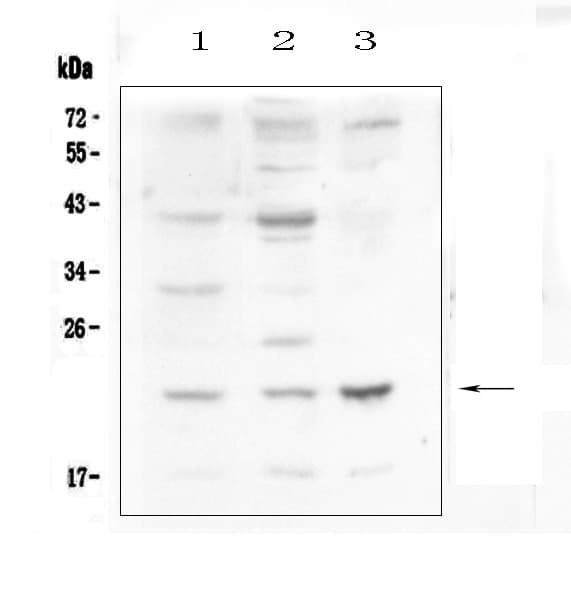 Leptin Antibody