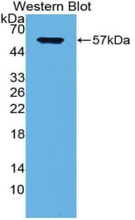 SDC1 / Syndecan 1 / CD138 Antibody (aa23-255)