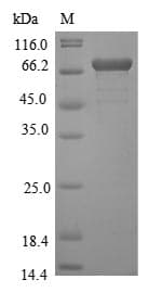 Yellow Fever Virus Genome polyprotein (Recombinant 10His-GST, N-terminus + Myc, C-terminus)