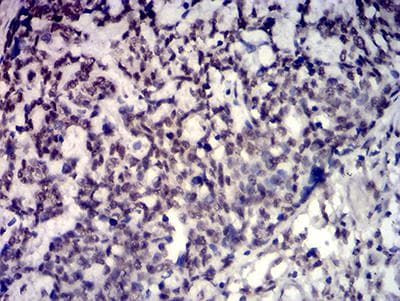 TBP / GTF2D Antibody (clone 7G11C8)
