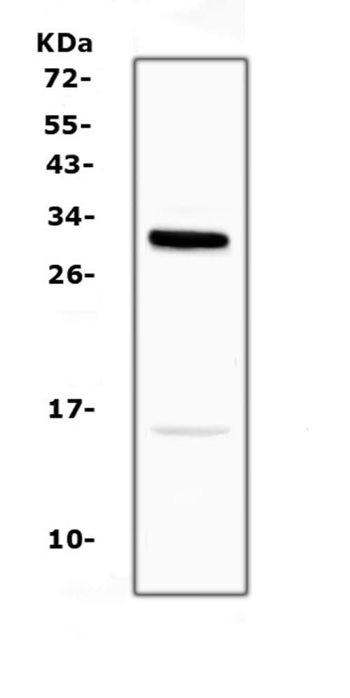 ID2 Antibody