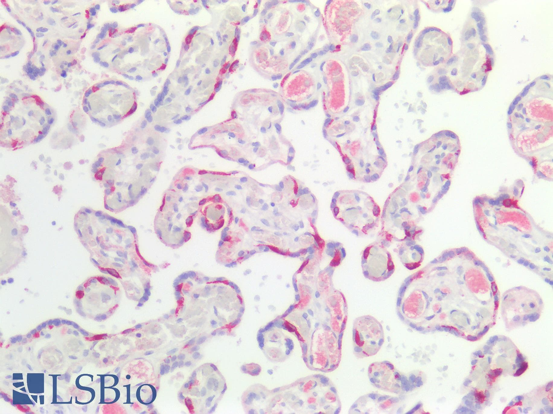 PathPlus™ LRP2 / Megalin Antibody
