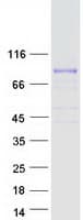 Human MAMLD1 Protein (Recombinant Myc-DDK (Flag))