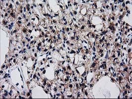 BIN3 Antibody (clone OTI8E9, Carrier-free)