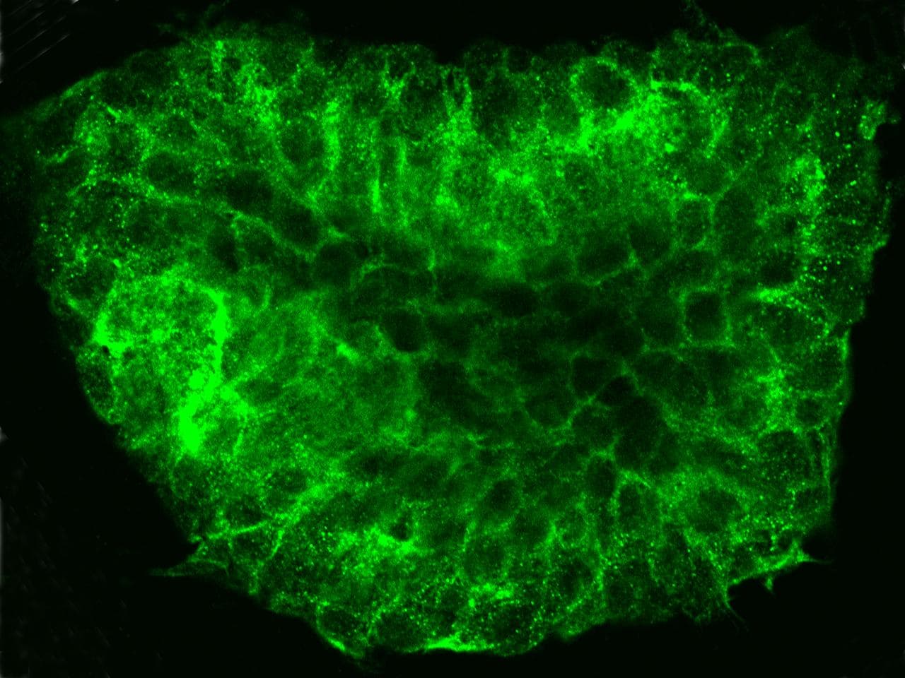 NGFR / CD271 / TNR16 Antibody (Preservative Free)