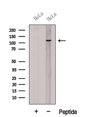 CNOT3 Antibody
