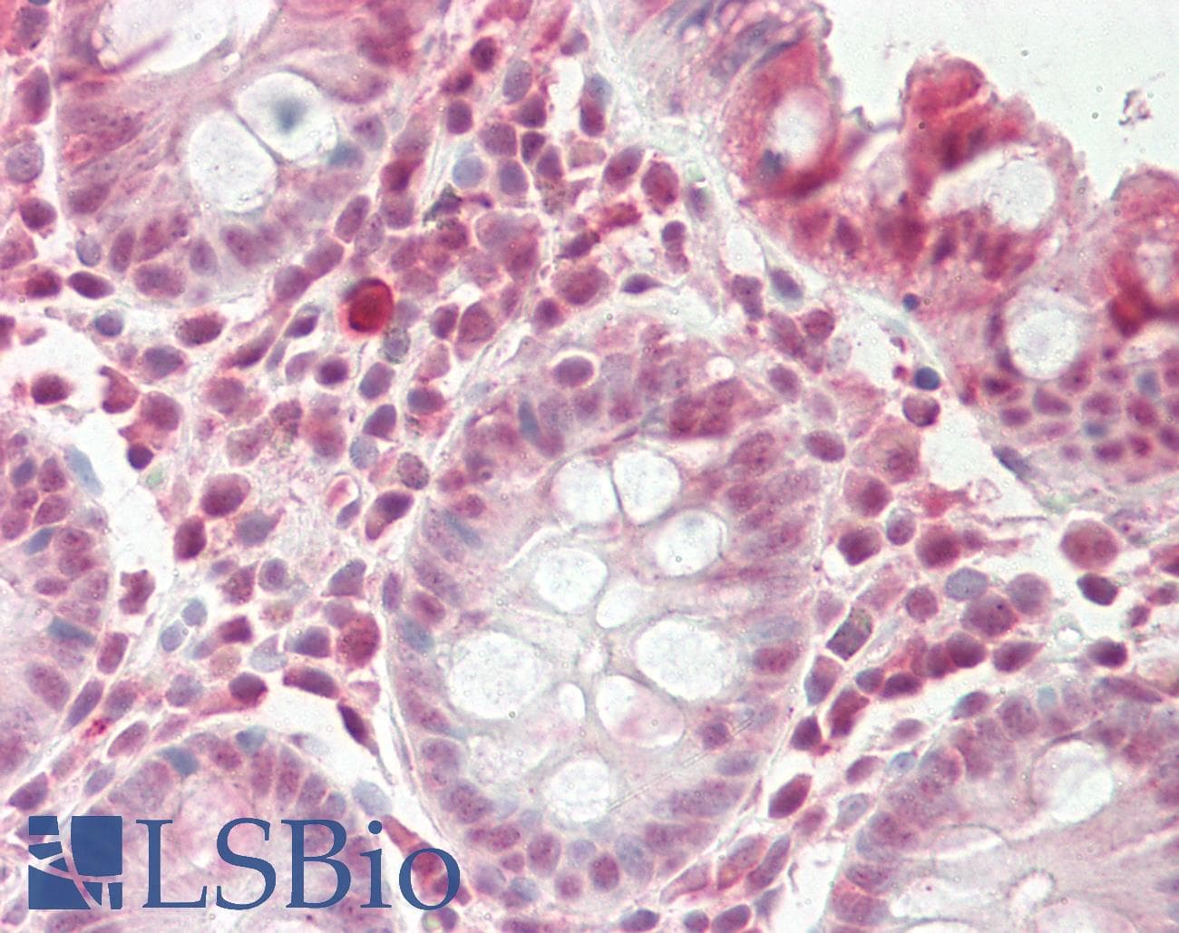 CRTR1 / TFCP2L1 Antibody (aa181-230)