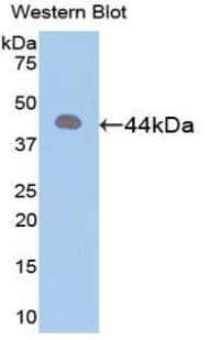 ANXA1 / Annexin A1 Antibody (aa6-346)