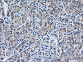 Monoclonal Mouse anti-Human SNX9 / WISP Antibody (clone OTI2B5, IHC, IF, WB)