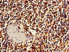 BBX Antibody