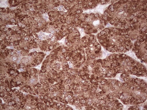 C-TAK1 / MARK3 Antibody (aa473-729, clone OTI2D9, Carrier-free)