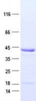 Human C9orf78 Protein (Recombinant DDK,C-terminus)