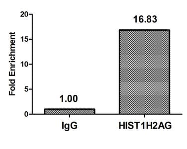 Polyclonal Rabbit anti-Human HIST1H2AI Antibody (IF)