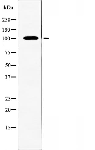 TAF3 Antibody