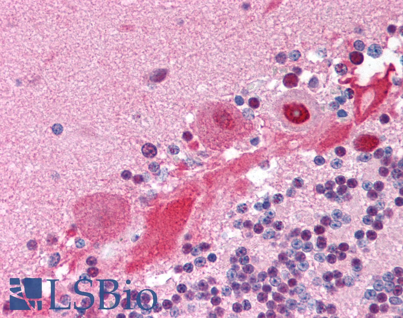 IHC-plus™ COPS5 / JAB1 Antibody (clone 2A10.8)