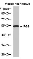 IHC-plus™ FGB / Fibrinogen Beta Chain Antibody