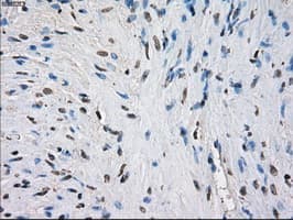 FCGR2 / CD32 Antibody (clone OTI16D6)