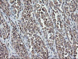 MRPS34 Antibody (clone OTI4B9)